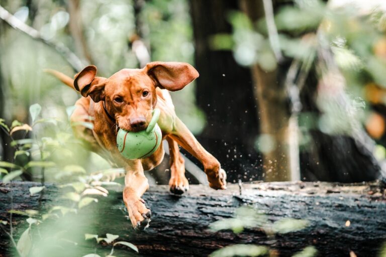 How To Calm Down A Hyper Dog and Enjoy Peaceful Play